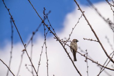 Mavi gökyüzüne karşı çırılçıplak dallara tünemiş küçük bir kuş. Tüyler kış dallarıyla harmanlanır. Manzara sessiz, huzurlu ve doğal hissettiriyor. Doğa, vahşi yaşam ya da mevsimlik temalar için idealdir. Takvimler için mükemmel