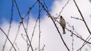 Mavi gökyüzüne karşı çıplak dallara tünemiş küçük bir kuş. Tüyler dallarla harmanlanır, kış sahnesine karışır. Kuş sakin görünüyor, çevreyi sessizce gözlemliyor. Doğa için harika, vahşi yaşam için.
