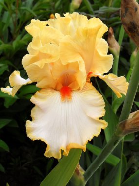 Bahçe, makro sarı sakallı iris.