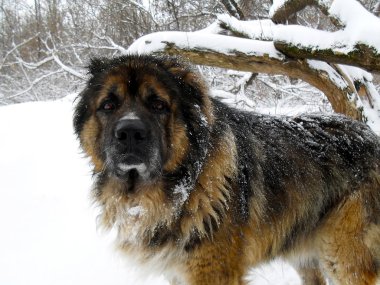 Kafkas çoban köpeği karda yakın çekim.