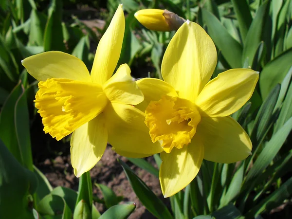 Yellow narcissuses in a garden, macro. — Stock Photo, Image