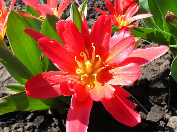 Red bordyurny tulips close up. — Stock Photo, Image