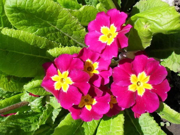 Crimson primrose in a garden, macro. — Stock Photo, Image