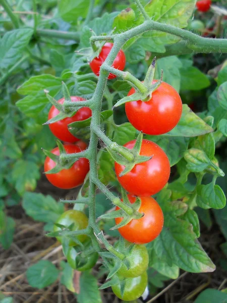 Ripe cherry tomatoes on a bush, macro. — Stock Photo, Image