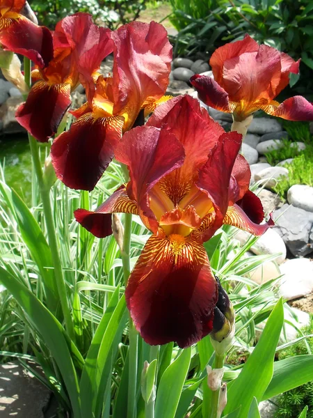 Chocolate bearded irises in a garden, macro. — Stock Photo, Image