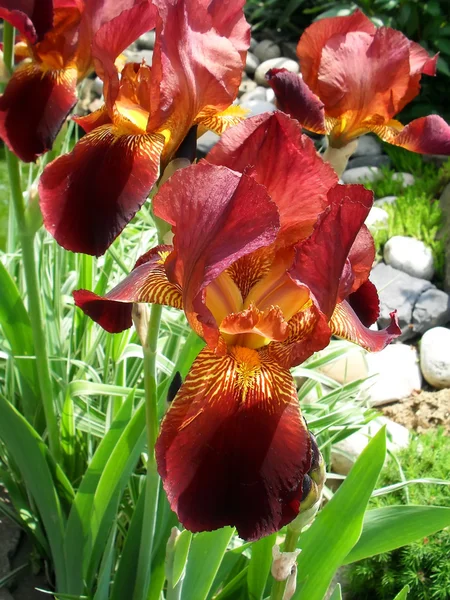 Coklat berjenggot iris di taman, makro . — Stok Foto