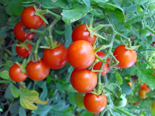 Ripe cherry tomatoes on a bush, macro. — Stock Photo, Image