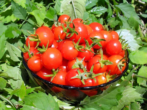 Ripe cherry tomatoes in a salad bowl, macro. — Stock Photo, Image