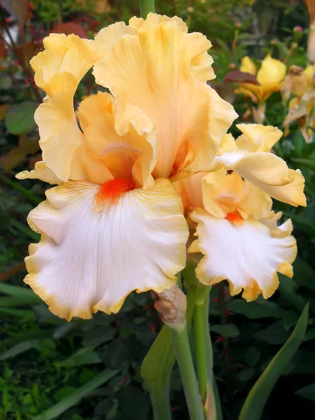 Yellow bearded irises in a garden, macro. — Stock Photo, Image