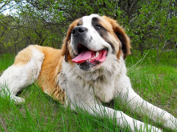 Moskova nöbetçi yakın çekim. 
