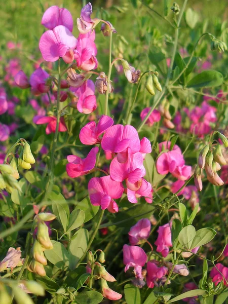 Los guisantes que ingieren o los guisantes silvestres - la planta herbácea, preocupan a la familia Frijol . — Foto de Stock