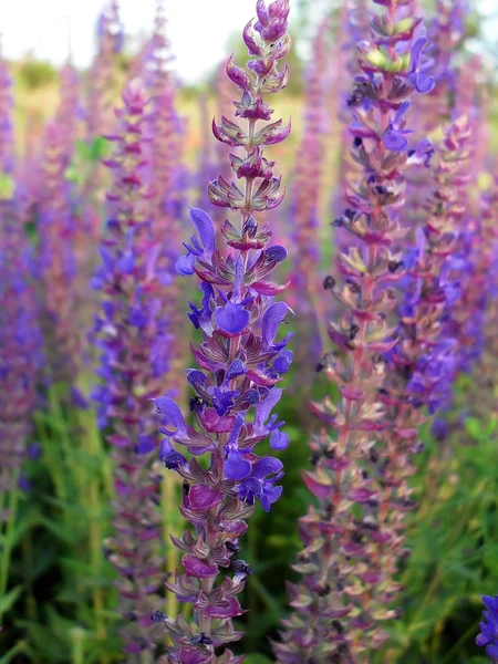 Hyssop a medicinal or Blue St. John's Wort on a meadow close up. — Stock Photo, Image