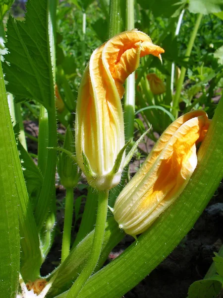 Os tutanos vegetais florescentes jovens e abobrinha em uma cama fecham-se . — Fotografia de Stock