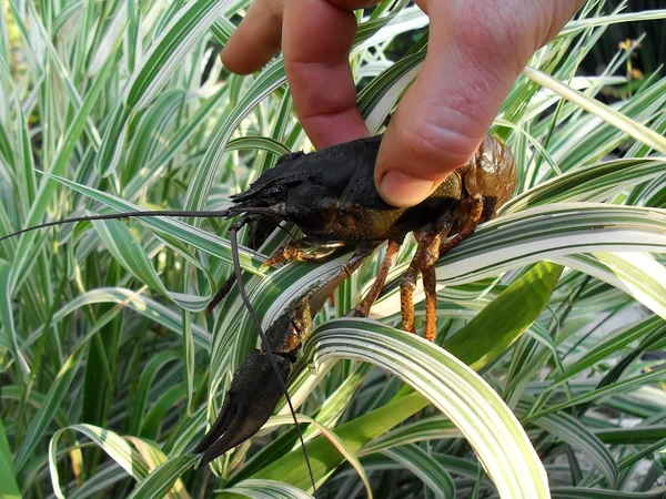 Crawfish in a hand close up. — Stock Photo, Image