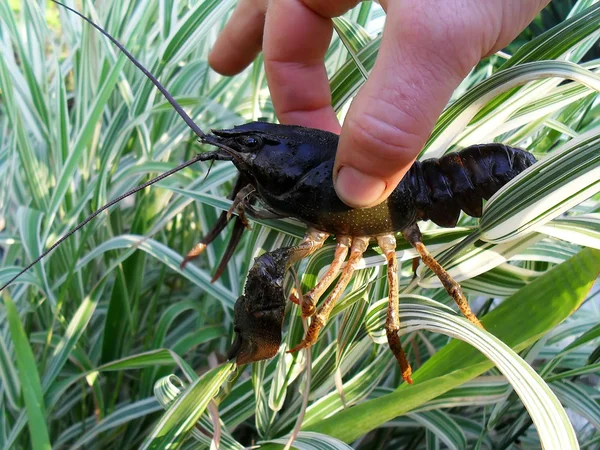 Crawfish in a hand close up. — Stock Photo, Image