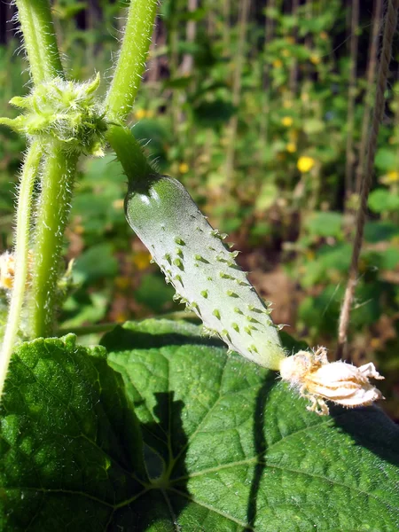 The small blossoming cucumber on a bush, macro. — Stock Photo, Image