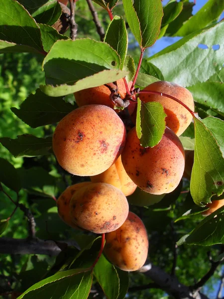 Rijp abrikozen op een tak, macro. — Stockfoto