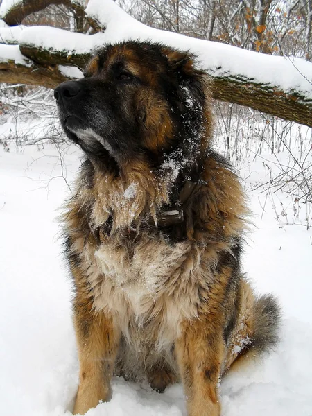 Kafkas çoban köpeği karda yakın çekim.