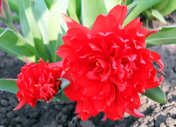 Red bordyurny tulips close up. — Stock Photo, Image