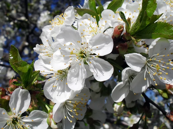 The blossoming cherry, macro. — Stock Photo, Image