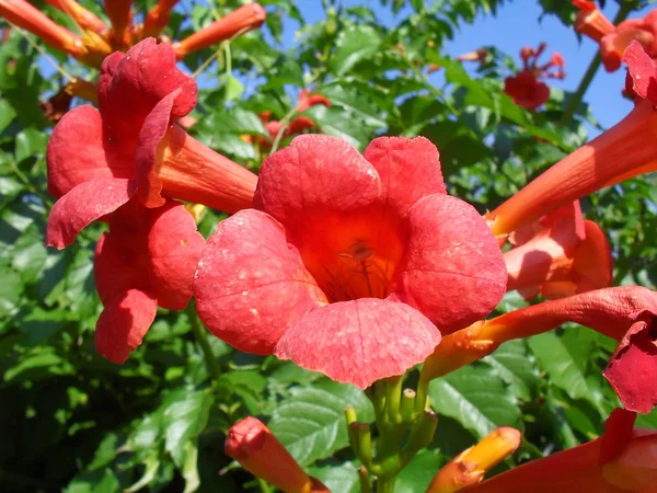 Fleurs d'un kampsis de prendre racine (Campsis), macro . — Photo