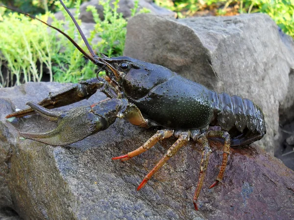 Crawfish em uma pedra de perto . Fotos De Bancos De Imagens