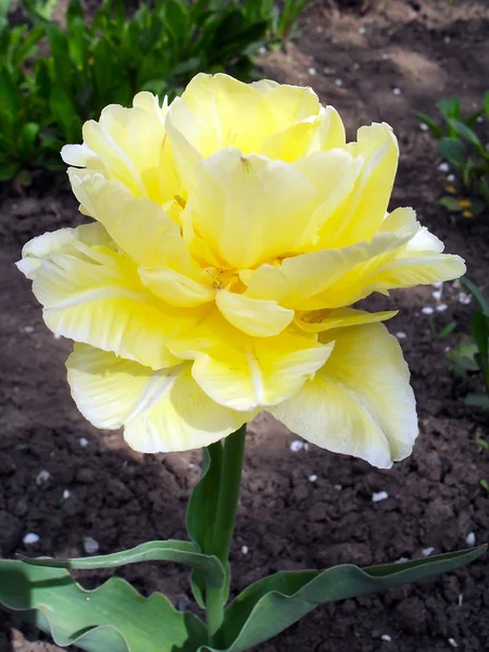 Yellow terry tulip in a garden, macro. — Stock Photo, Image