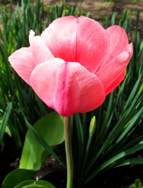 Růžové tulipány, makro. — Stock fotografie