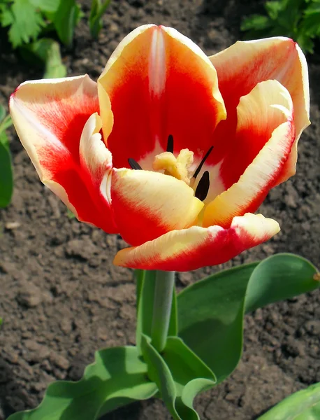 Tulipa de duas cores de perto . — Fotografia de Stock