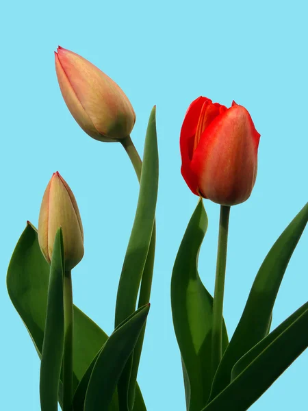 Tulpen op een blauwe achtergrond — Stockfoto