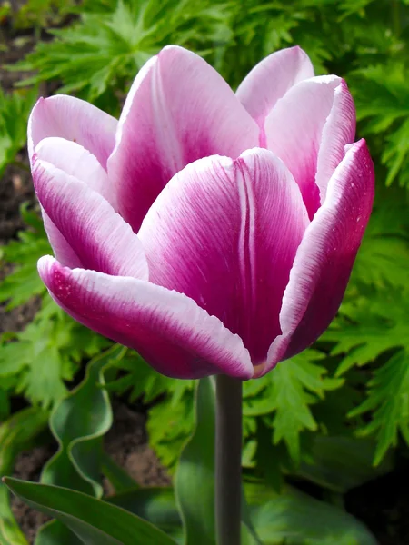 Two-color tulip close up. — Stock Photo, Image