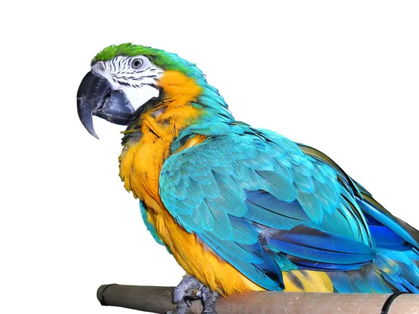 Попугай - голубой ара на белом фоне (изолированное изображение ) — стоковое фото