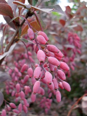 Kızamık çilek bir Bush yakın çekim.