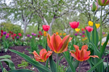 Bir bahçede çok renkli Lale.