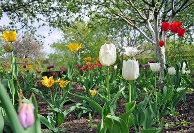 Bir bahçede çok renkli Lale.