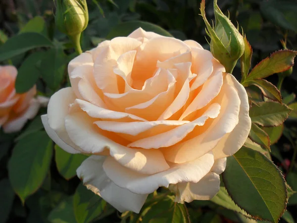 Cream tea and hybrid rose "Primadonna", macro. — Stock Photo, Image
