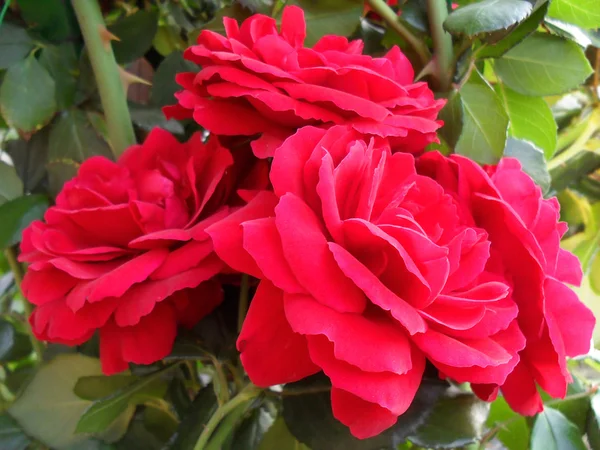 The red trudging rose of "Santana", macro. — Stock Photo, Image