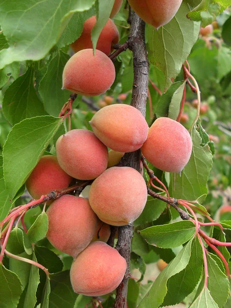 Rijp abrikozen op een tak, macro. — Stockfoto