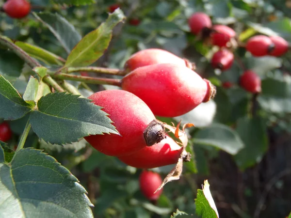 Bacche di un dogrose maturo su un cespuglio vicino . — Foto Stock