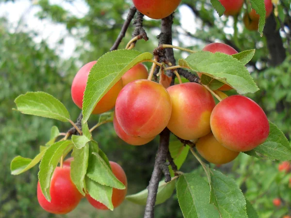 Ripe cherry plum on a tree, macro. — Stock Photo, Image