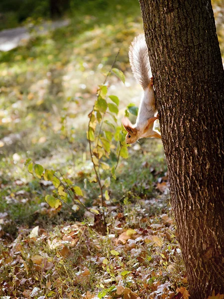 Écureuil curieux sur un arbre . — Photo