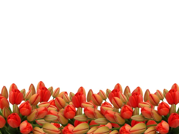 Toppen van rode tulpen op een witte achtergrond. — Stockfoto
