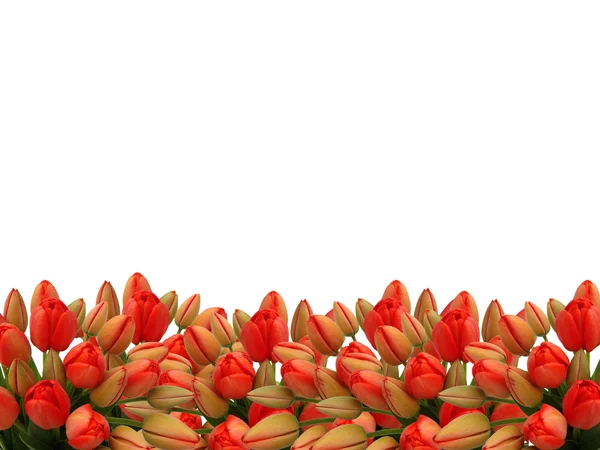 Des bourgeons de tulipes rouges sur fond blanc . — Photo