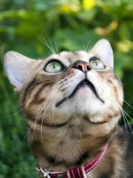 Belçika kedi görünümünü.