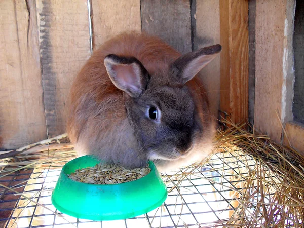 Lapin Angora décoratif de couleur rouge . — Photo