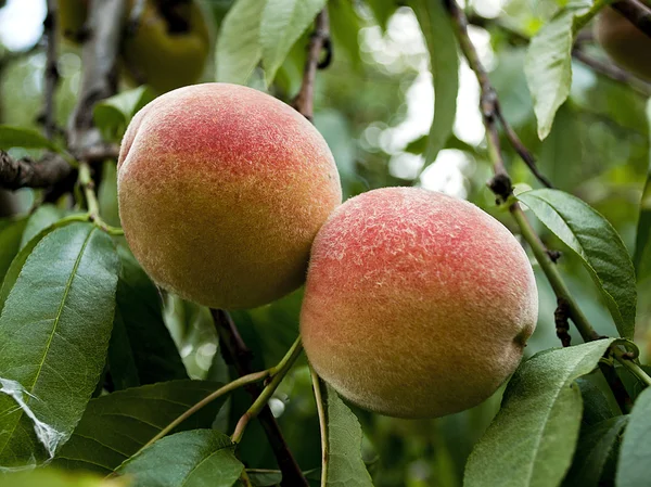 Pêches mûres sur un arbre, macro . — Photo