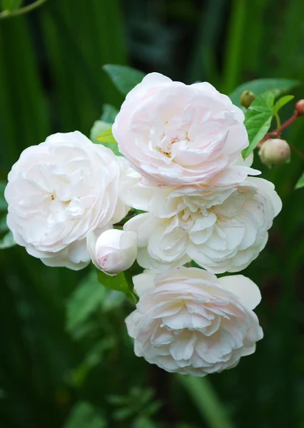 White cultivated flowers close up. — Stock Photo, Image