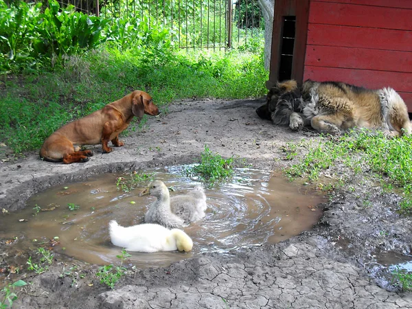 Friendship of animals. — Stock Photo, Image