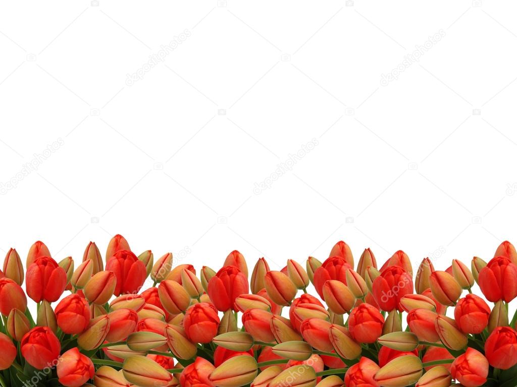 Buds of red tulips on a white background.