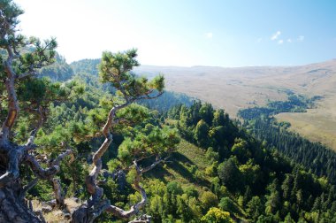 Çam ağaçları ile güzel dağ manzarası.